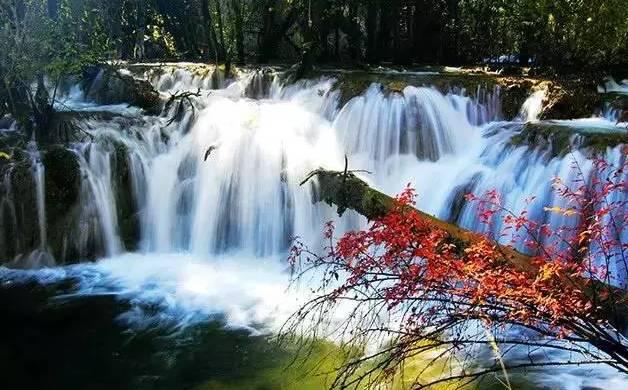 拯救枯树